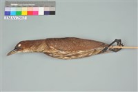 藏品(麻鷺)的圖片